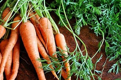 разширени вени лекуват моркови върхове